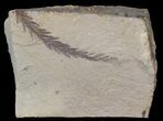 Metasequoia (Dawn Redwood) Fossil - Montana #41417-1